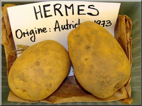 Pomme de terre Hermès 